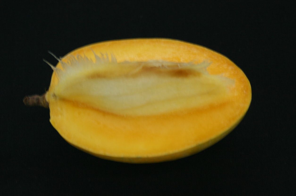 Paharpur Sinduria